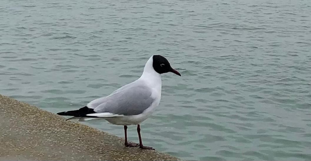 Nuit Insolite Sur Un Voilier Au Coeur De La Rochelle La Rochelle  Ngoại thất bức ảnh